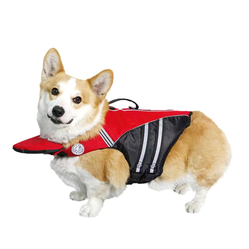 Corgi wearing a red and black dog life jacket on a white background